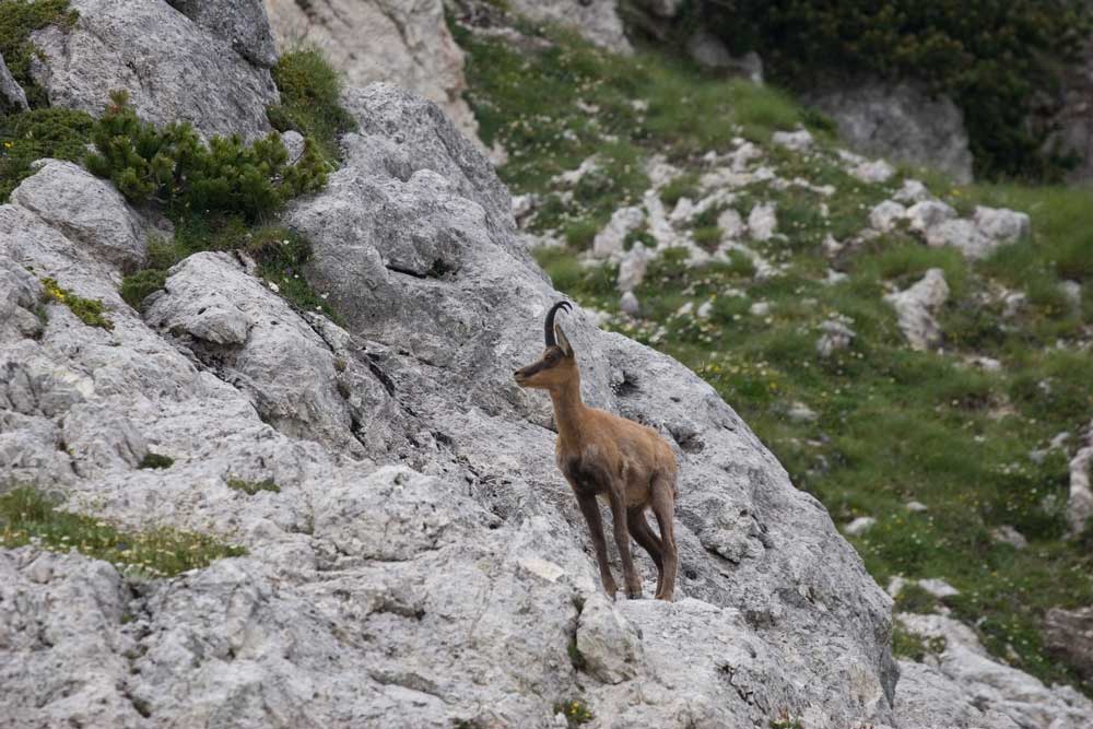 I camosci della Val di Rose